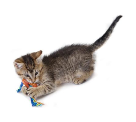 Kit 2 brinquedos para gato limpa os dentes e massageia Petstages 4