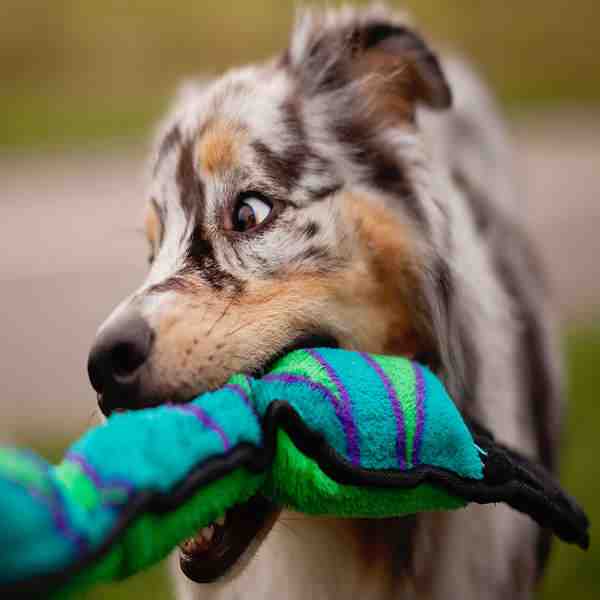 Brinquedo Outward Hound Invincibles Cobra Azul e Verde