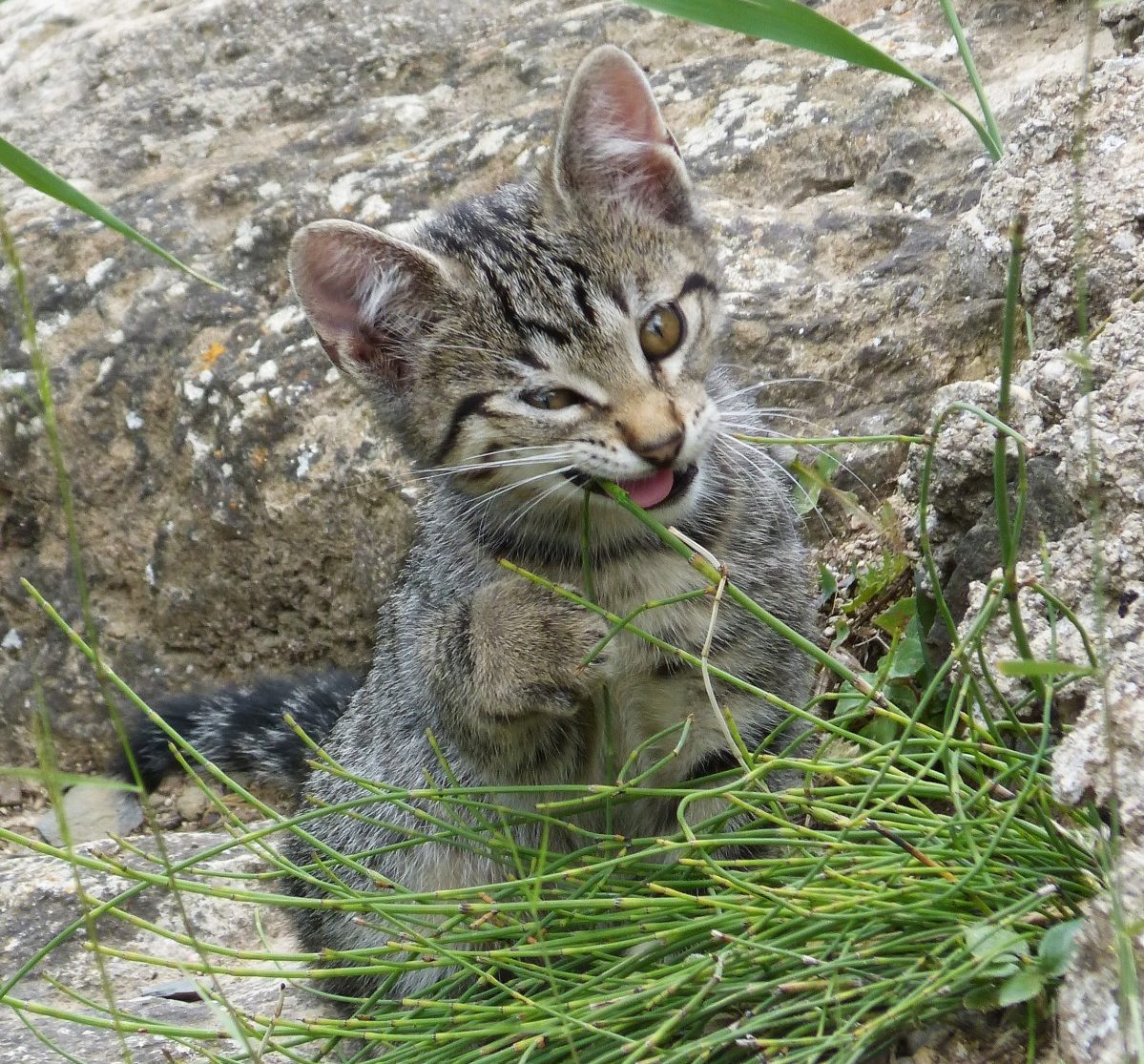 Catnip: a erva dos gatos, conheça seus benefícios 1