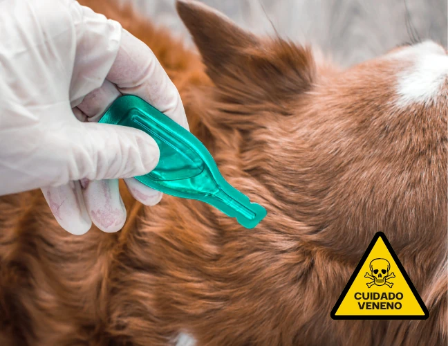 Repelente natural para cães e gatos 1 Repelente natural para cães e gatos 1