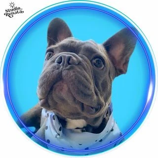 Repelente natural para cães e gatos 12 @otisbdogueblue